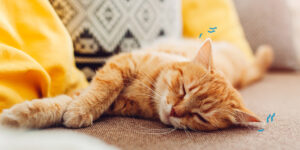 Un chat roux s'endort sur un tapis