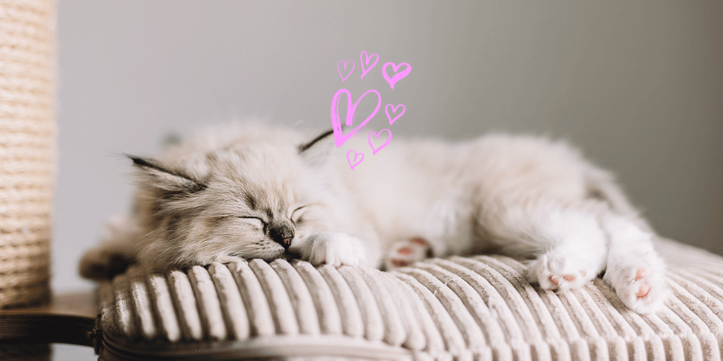 Un chaton dort sur un arbre à chat