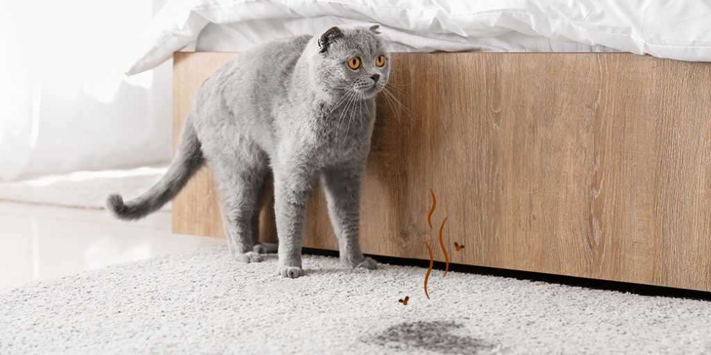 Un chat gris marche sur un tapis avec une trace d'urine