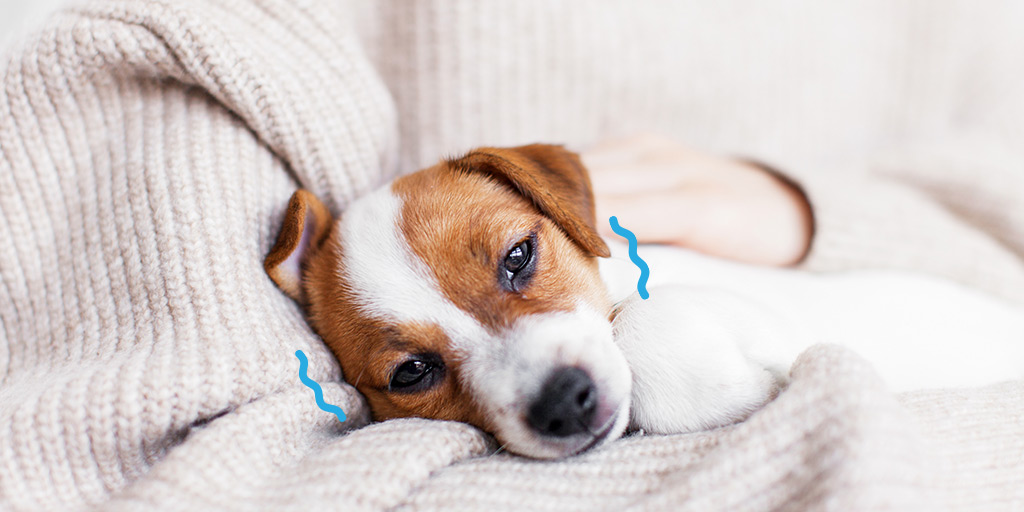 Pourquoi mon chiot vomitil ? Biocanina