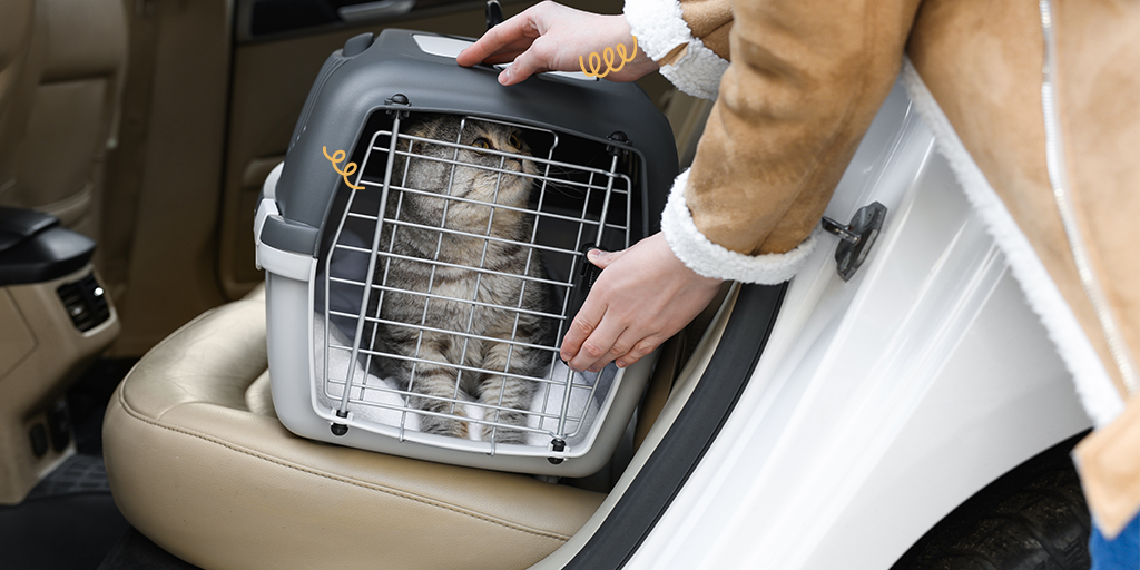 Voyager en voiture avec un chaton en toute sérénité - Biocanina