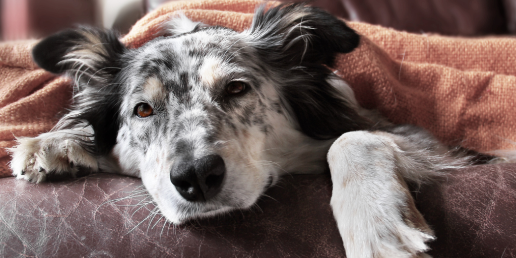 Un chien malade sous une couverture