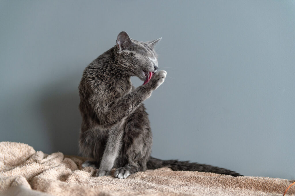 Un chat gris se lèche la patte