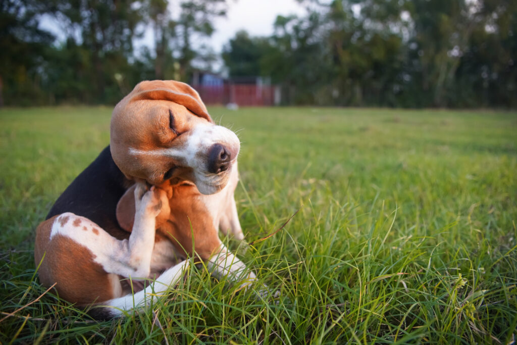 Un chien se gratte l'oreille assis dans l'herbe