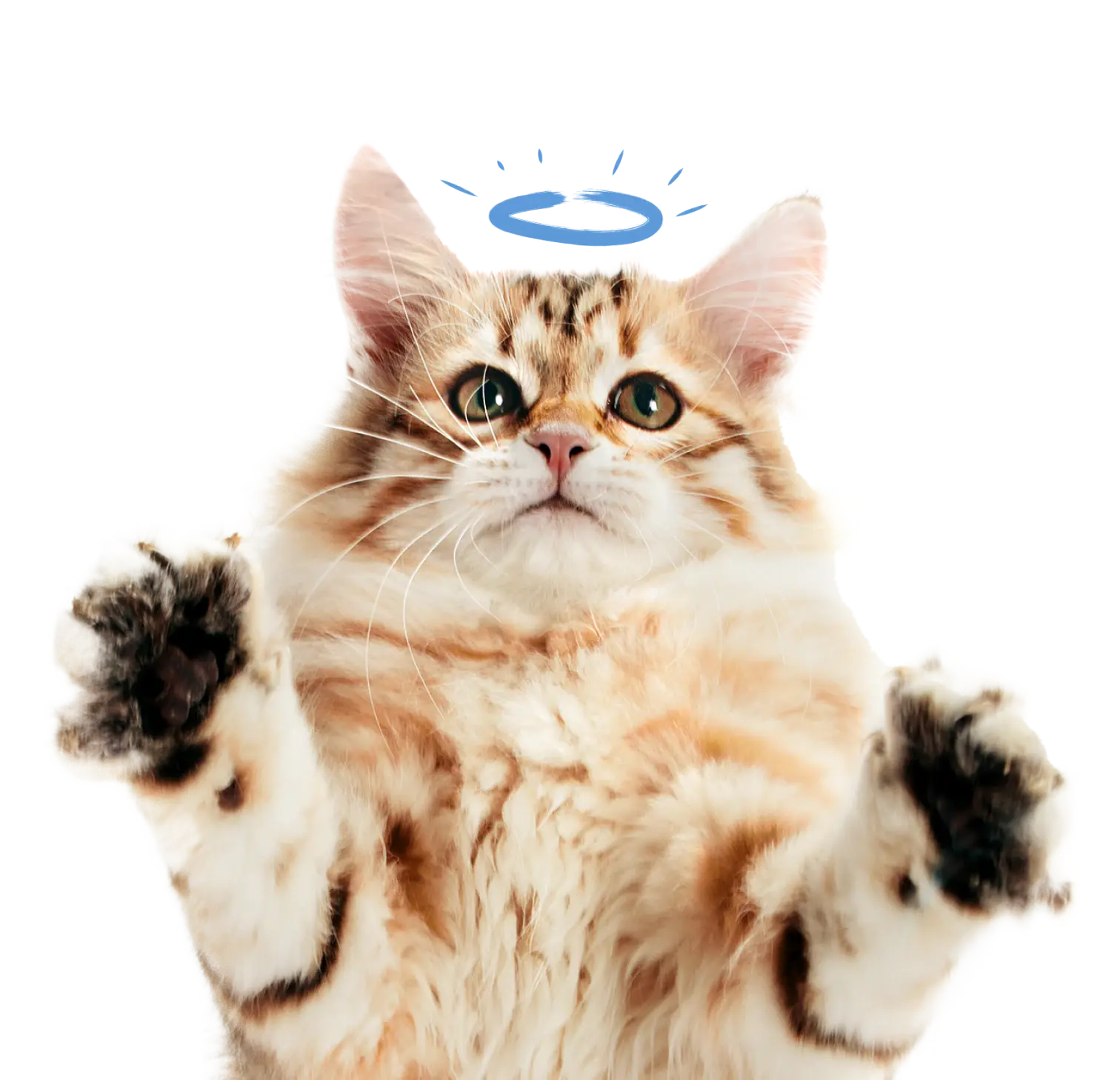 Un chat sur le dos avec les deux pattes en l'air