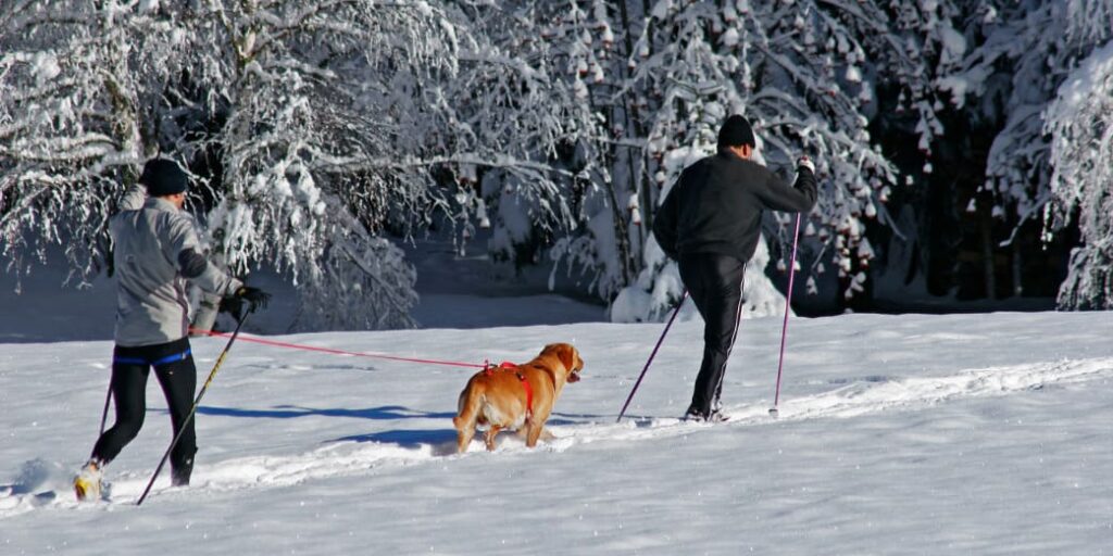 Un homme fait du ski de fond avec son chien