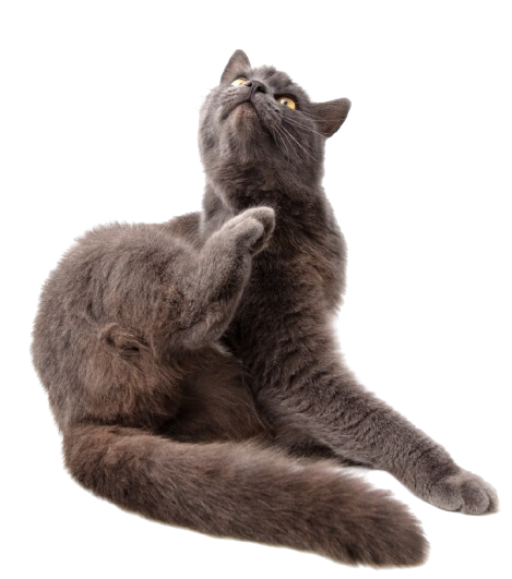 Un chat gris se gratte