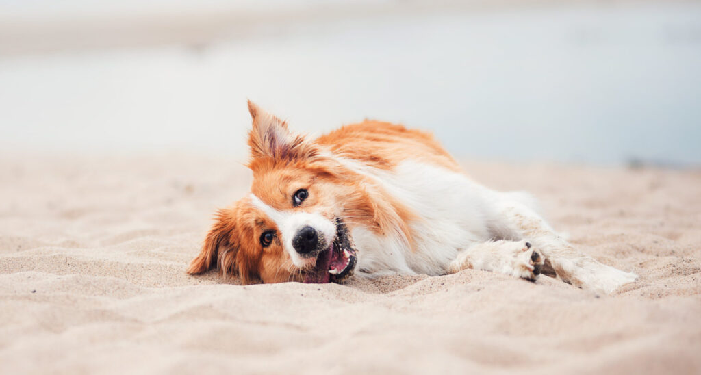Emmener son chien à la plage