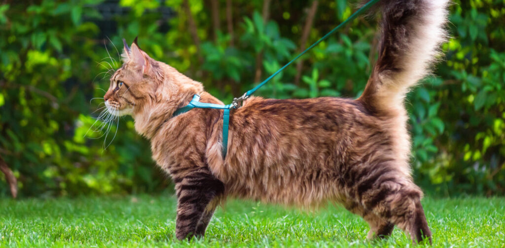 Promener son chat en laisse