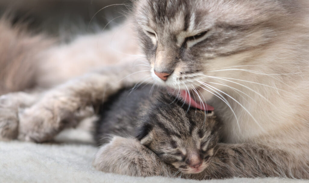 La gestation chez le chat